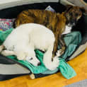 Photo of Mia   6 Month Old Maremma (Trial)