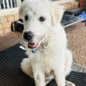Photo of Mia   6 Month Old Maremma (Trial)