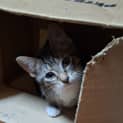 Photo of Mittens