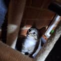 Photo of Mittens