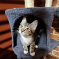 Photo of Mittens