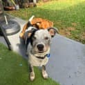 Photo of Checkers