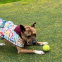 Photo of Bob Dog