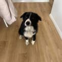Photo of Alfie