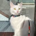 Photo of Stella