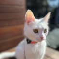 Photo of Stella
