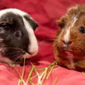 Photo of Cordellia And Kaysha