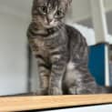 Photo of Charlotte