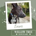 Photo of Bruno