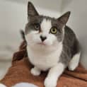 Photo of Mochi