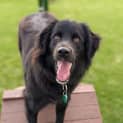 Photo of Cobi