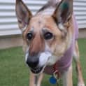 Photo of Mintie