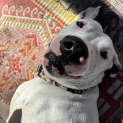 Photo of Millie