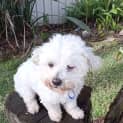 Photo of Jerry   10 Year Old Maltese X (Hold)