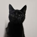 Photo of Kola