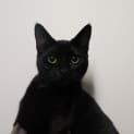 Photo of Kola