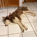 Photo of Thor