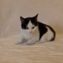 Photo of Colt