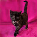 Photo of Cece