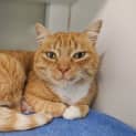 Photo of Apricot