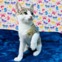 Photo of Tulip Located In Keilor East