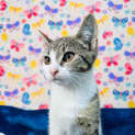 Photo of Tulip Located In Keilor East