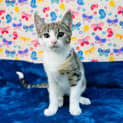 Photo of Tulip Located In Keilor East