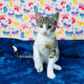 Photo of Tulip Located In Keilor East