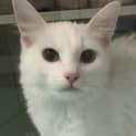 Photo of Angel
