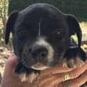 Photo of Nyla