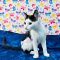 Photo of Tipsy Located In Keilor East