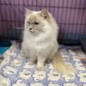 Photo of Queenie