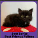 Photo of Soot Sprite