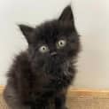 Photo of Soot Sprite