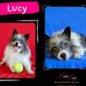 Photo of Lucy