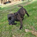 Photo of Wonton