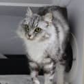 Photo of Sweet Pea