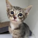 Photo of Rascal