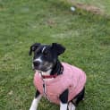Photo of Coco