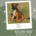 Photo of Tito