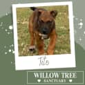 Photo of Tito
