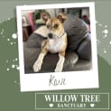 Photo of Kiwi