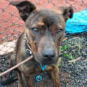 Photo of Django