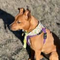 Photo of Isolde