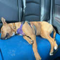Photo of Isolde