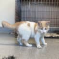 Photo of Jeeves