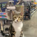 Photo of Dopey