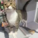 Photo of Sneezy