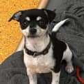 Photo of Toby