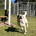 Photo of Thor